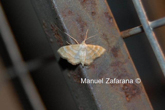 Microlepidottero da identificare... - Idaea rainerii